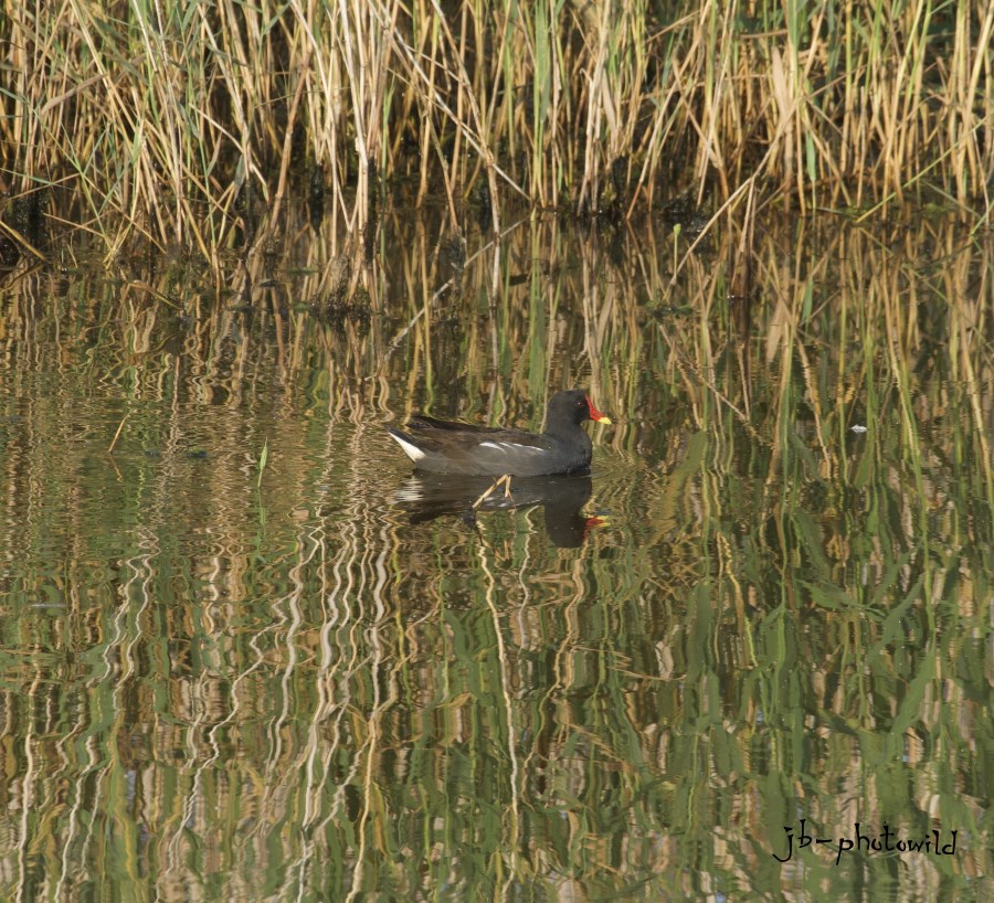 This image has an empty alt attribute; its file name is wildlife-moorhen-2.jpg