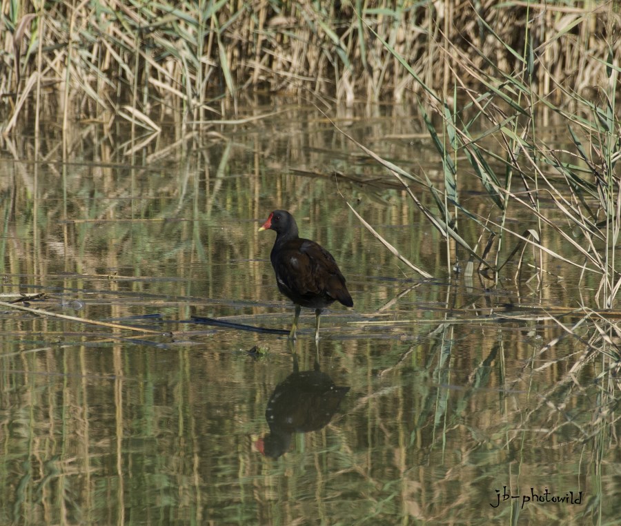 This image has an empty alt attribute; its file name is wildlife-moorhen.jpg
